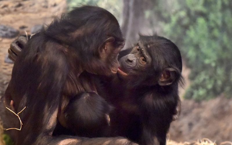 Ist der Mensch wirklich die Krone der Schöpfung? Darüber kann man sich streiten. Sicherlich gibt es keine Tierart, die dem Menschen in Sachen Intelligenz ganz das Wasser reichen kann. Aber es ist auch der Mensch, der für den Klimawandel, Kriege und andere Katastrophen verantwortlich ist. Sind Tiere also vielleicht doch schlauer? Einige Tierarten jedenfalls sind überraschend clever. 
