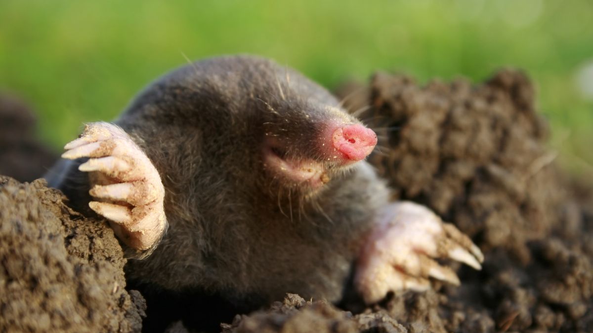 SWYRL Maulwurf im Garten Was Sie tun sollten und was