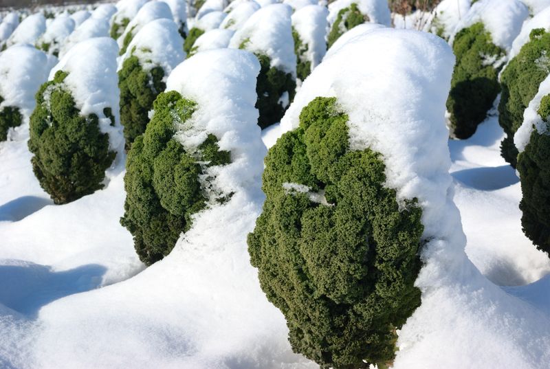 Nicht sommerliche Sonnenstrahlen treiben hier die letzte Süße in das grüne Gemüse, sondern frostige Temperaturen. Frisch auf den Tisch kommt im Winter der Grünkohl und versorgt uns praktischerweise während der kalten Jahreszeit mit vielen gesunden Stoffen auf einmal. Zur deftigen Hausmannskost mit fetter Wurst gibt es auch trendige Alternativen.