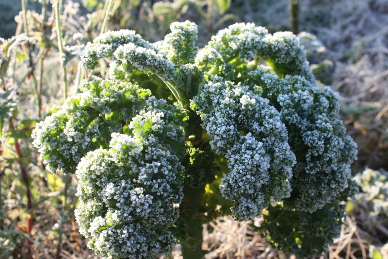 Entgegen der Überlieferung "braucht" der Grünkohl nicht unbedingt den Frost für seine geschmackliche Entwicklung. Auch wenn die Anzeige auf dem Thermometer nicht weiter als auf um die drei Grad Celsius sinkt, beginnt die Pflanze, Zucker zu produzieren. Für sie ist das eine Maßnahme zum Frostschutz, für den Konsumenten eine Vollendung des Aromas.