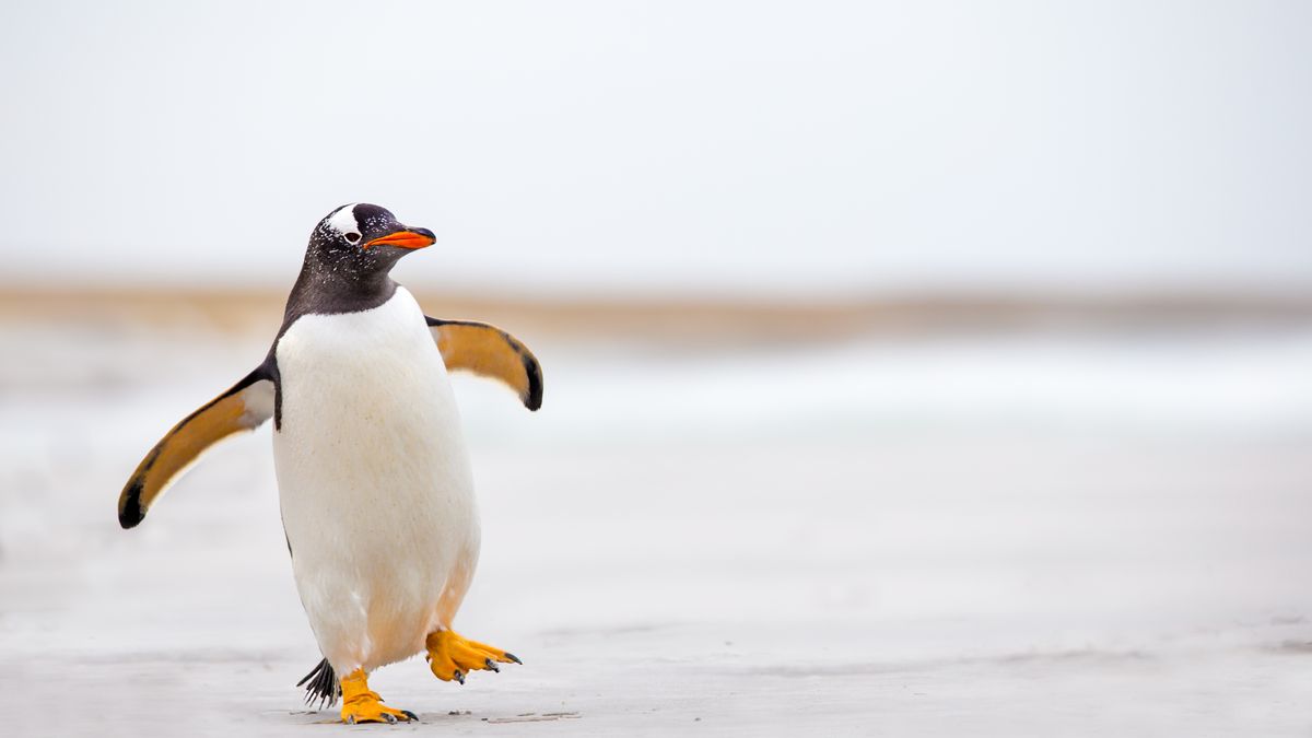 Zehn Dinge, die wir an Pinguinen lieben - SWYRL, Entertainment-Themen, die  dich begeistern.