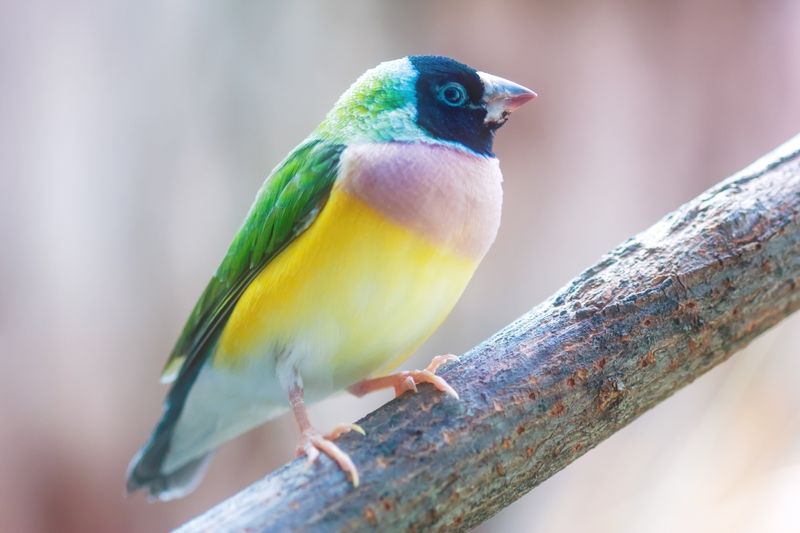 Eigentlich leben die Prachtfinken, die sogar in unterschiedlichen Farbkombinationen auftauchen, in der australischen Savanne. Dort tun sie sich zu bunten Schwärmen zusammen. Im Gegensatz zu vielen anderen Vogelarten tragen auch die Gouldamadine-Weibchen ein farbiges Federkleid.