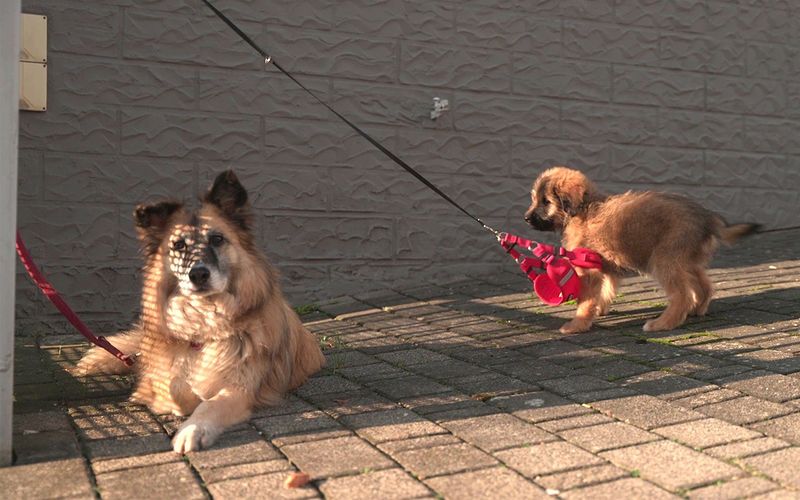 Herrchen Andreas hat seine Hunde an einem Tor angeleint.