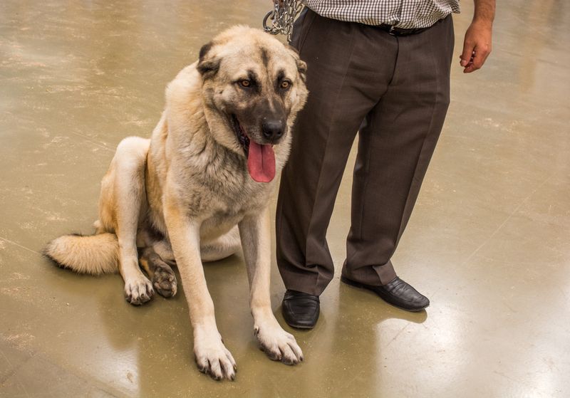 Der Kangal-Hirtenhund hat seinen Ursprung in der Türkei, wo er aufgrund seiner imposanten Größe als Schutzhund für Schafe und Vieh gegen Wölfe und sogar Bären eingesetzt wurde. Diese beeindruckenden Vierbeiner können eine Höhe von bis zu 76 Zentimetern erreichen und ein Gewicht von bis zu 75 Kilogramm aufweisen.