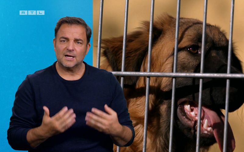 "Der Hund darf kein Wanderpokal werden!", sagt Martin Rütter.