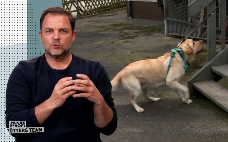 Martin Rütter und Labrador Cooper: Kann der Hund seine Angst vor Treppen überwinden?