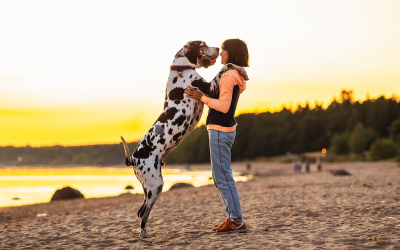 Es gibt Hunde, deren Größe respekteinflößend ist. Manche von ihnen können im aufrechten Stand größer sein als Menschen und bis zu 100 Kilogramm wiegen. Nicht nur Züchter wissen, dass die Größe von Hunden nicht vom Kopf her gemessen wird, sondern von der sogenannten Widerristhöhe, einem Bereich zwischen Halsansatz und Schultern. Wir präsentieren Ihnen die größten Hunderassen der Welt