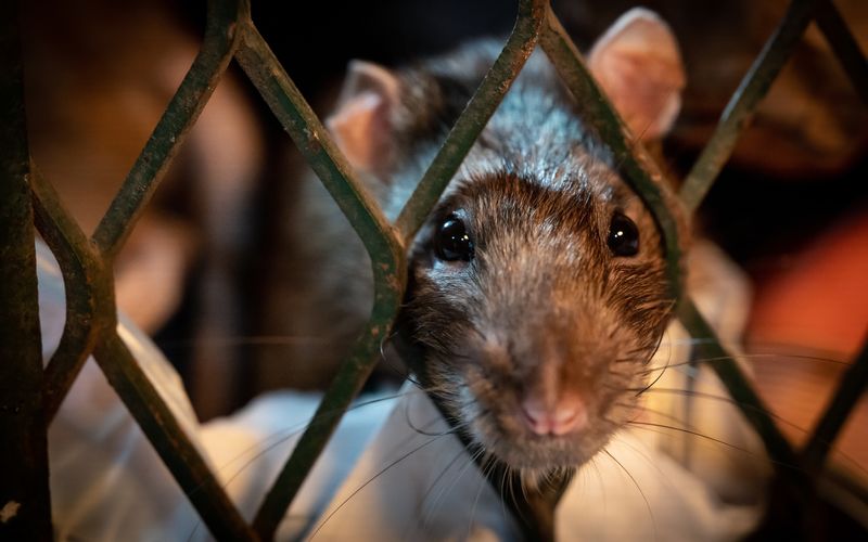 In der Dokumentation wird Nagetierforscher Bobby Corrigan dabei begleitet, wie er die Lebensräume der Ratten in New York erkundet.