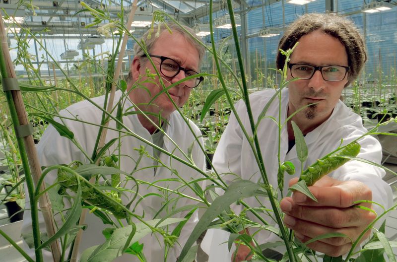 Ian Baldwin (links) züchtet wildne Tabak, um herauszufinden, warum die Pflanze das Risiko eingeht, von den Larven ihres Bestäubers vertilgt zu werden.