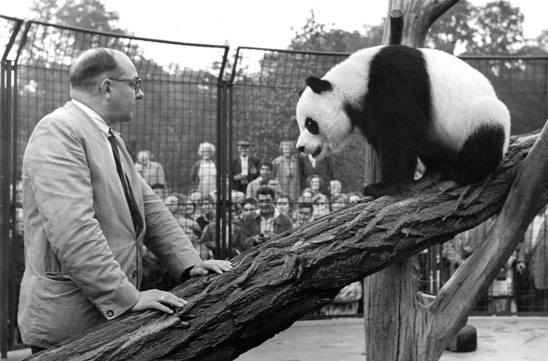 1958 war das eine Sensation: der Ostberliner Tierparkdirektor Heinrich Dathe mit der Pandabärin Chi chi. 