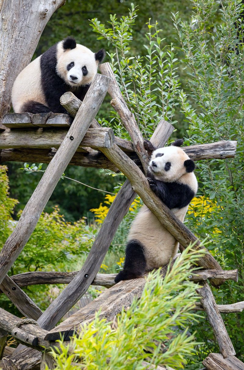 Die Pandazwillinge Pit und Paule waren die einzigen Großpandas, die in einem deutschen Zoo geboren wurden. Inzwischen sind sie wegen des Artenschutzes in Chengdu.