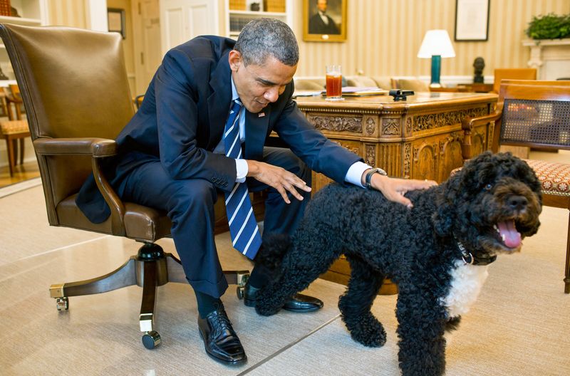 Auch Barack Obamas "First dog" Bo, hier im Oval Office in Washington, wird in der Doku vorgestellt.