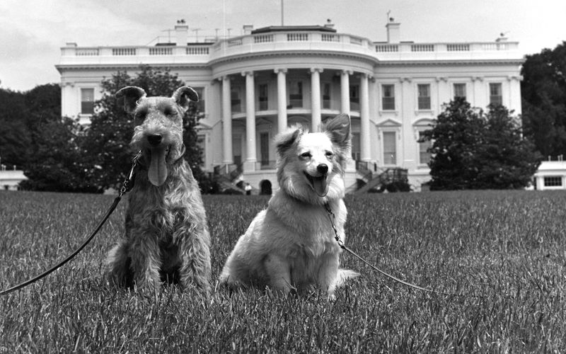 Kennedys Hund "Charlie" (links) und die russische Hündin "Pushinka", ein Geschenk Chruschtschows mitten im Kalten Krieg, verliebten sich ineinander und zeugten Nachkommen.  