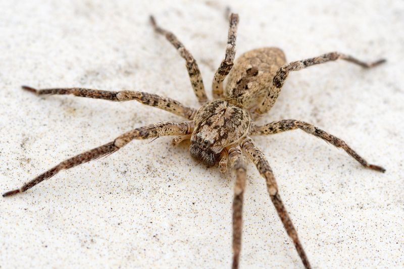 Die Nosferatu-Spinne gehört zu den größten Spinnen in Deutschland, ursprünglich stammt sie aus dem Mittelmeerraum. Ihr Biss soll angeblich menschliche Haut durchdringen können und wie ein Wespenstich wirken. Sie beißt aber nur bei Bedrohung. Laut Naturschutzbund (NABU) kommt die Nosferatu-Spinne seit 2022 in ganz Deutschland vor. Den Namen trägt sie, weil auf ihrem Rücken das Gesicht des Vampirs aus dem Film "Nosferatu" erkennbar sein soll.