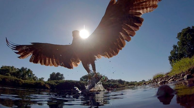 In unberührten Flusslandschaften geht der Schwarzmilan auf Fischfang.