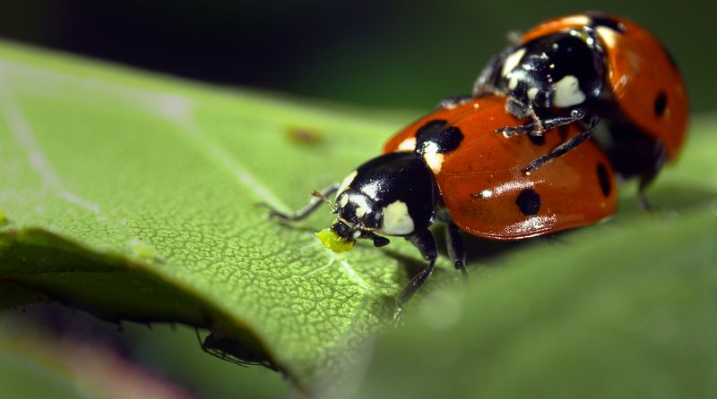 Gar nicht unmoralisch, sagt ihnen ihr Instinkt: Marienkäfer paaren sich oft mit mehreren Partnern. Der genetischen Vielfalt beim Nachwuchs kommt dies zugute. Die Naturdoku "Wilde Eltern - Mit Leidenschaft zum Nachwuchs" zeigt, wie unterschiedliche, heimische Tiere zu ihrem Nachwuchs kommen. Von der Paarung über die Geburt bis zur Brutpflege.