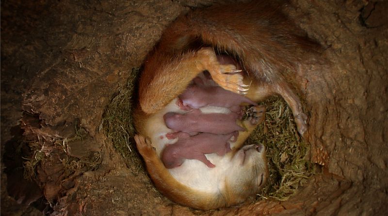 So nah hat man eine Eichhörnchen-Geburt wohl noch nie gesehen. Die Kamera filmt - beginnend mit den Wehen der Mutter - den gesamten Prozess im engen Nest.