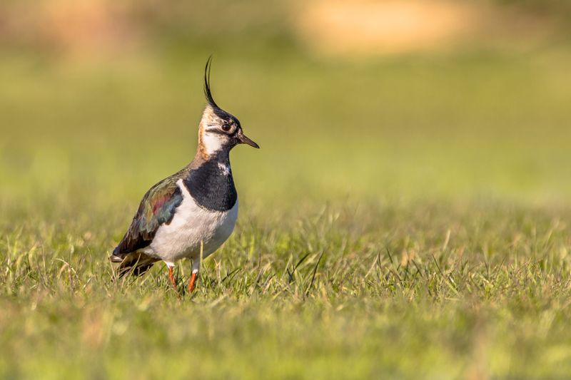 Der Vorgänger des Hausrotschwanzes ist der Kiebitz, der bei der Wahl zum Vogel des Jahres 2024 gewann. Der Kiebitz ist lückenhaft in ganz Deutschland verbreitet, von den norddeutschen Tiefebenen bis hin zum Alpenvorland. Aufgrund der Intensivlandwirtschaft sind seine Bestände in den letzten Jahren allerdings zurückgegangen. Wegen seines wackeligen Flugstils wird der Kiebitz auch als "Gauckler der Lüfte" bezeichnet.