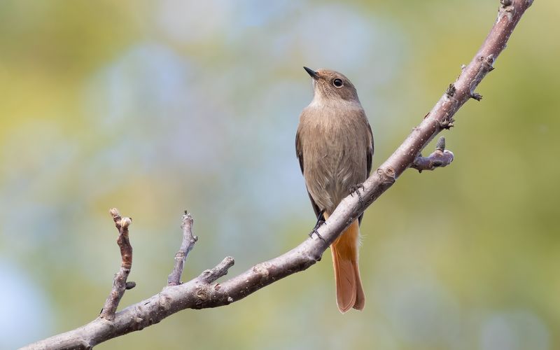 Der Hausrotschwanz wurde mit 42.325 Stimmen zum Vogel des Jahres 2025 gewählt. Er ist der Frühaufsteher unter den Singvögeln und beginnt schon eine Stunde vor der Morgendämmerung zu zwitschern. Als Gebäudebrüter ist er häufig in unmittelbarer Nähe des Menschen anzutreffen. Zwar ist der Insektenfresser vom Insektenrückgang durch die intensive Landwirtschaft betroffen, aber seine Bestände gelten nicht als gefährdet. 