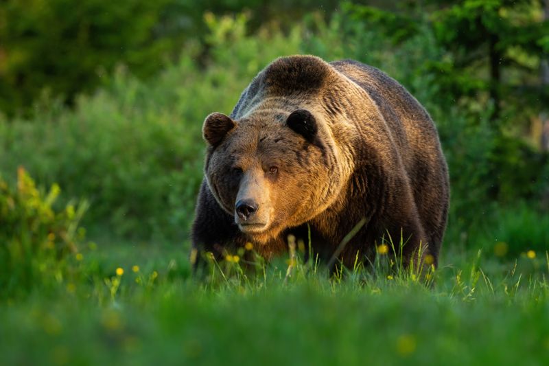 Im Landkreis Ostallgäu wurde offenbar ein Bär gesichtet.