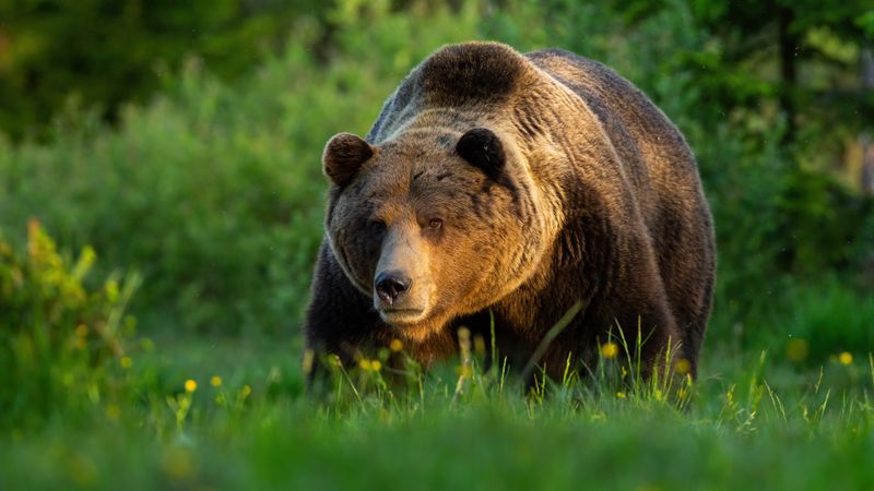 Bär in Bayern gesichtet