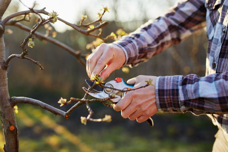 Ein Rückschnitt kommt zwar in der Natur nicht vor, doch er sorgt dafür, dass Ihre Pflanzen gesund und stark bleiben. Er sorgt dafür, dass Luft besser zwischen den Ästen zirkulieren kann, was die Pflanze weniger anfällig für Krankheiten macht. Außerdem regt ein Schnitt das Pflanzenwachstum an. Bei einigen Gewächsen empfiehlt sich ein Rückschnitt noch vor dem Winter, damit die dadurch entstandene Verletzung rechtzeitig vor dem ersten Frost heilen kann.