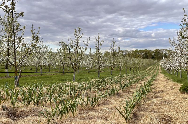 Obstbäume und Zwiebeln im gemischten Anbau auf dem biodynamischen Bauernhof. Wechselnder Anbau und der Verzicht auf Kunstdfünger sind die Voraussetzungen des Erfolgs.