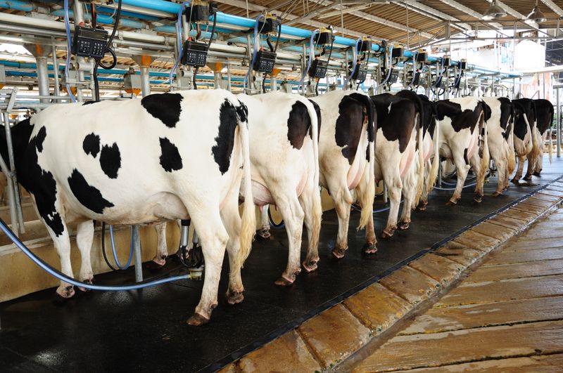 Milchproduktion verursacht Treibhausgaste. Laut Foodwatch sind die Belastungen höher als angenommen.