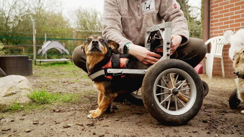 Saskia Wicke und ihr Team sind auf dem norddeutschen Hundehof voll ausgebucht. Sie kümmern sich um körperlich wie psychisch geschädigte Tiere, wie hier den kleinen Schnauzer Michel.