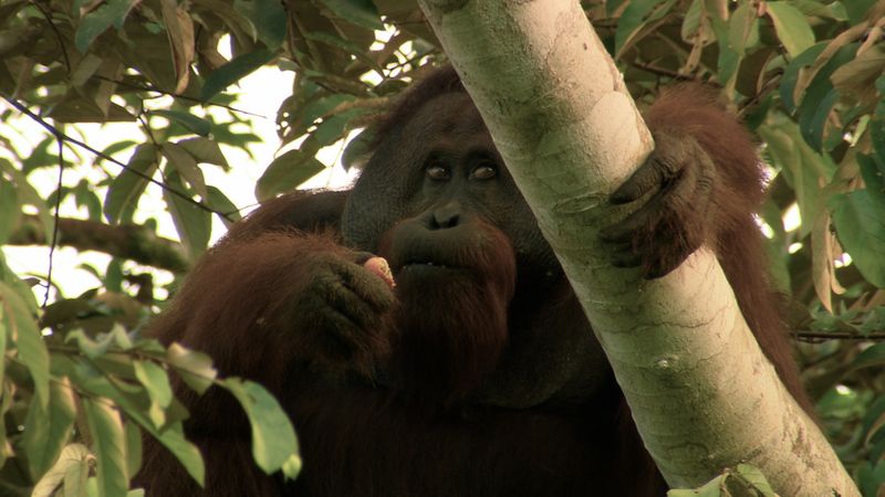 In Malaysia pflanzen Naturschützer Feigen für Orang-Utans.