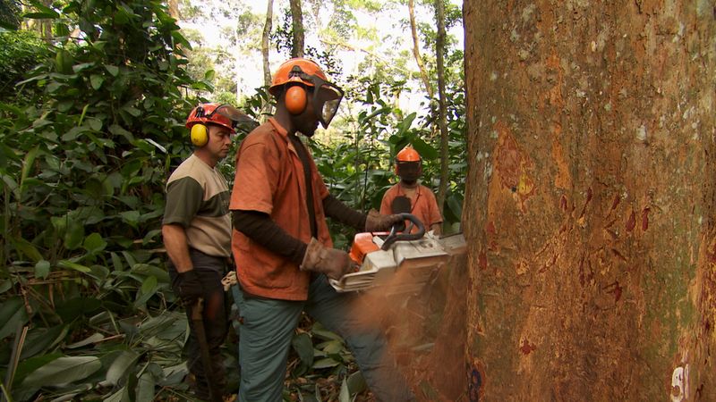 Holzfäller in der Republik Kongo werden geschult, ohne große Zerstörung Bäume zu fällen. 