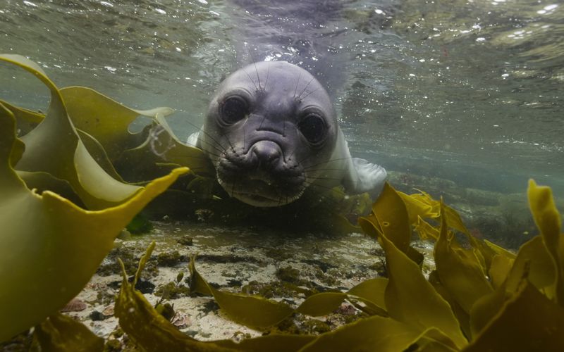 Die Welt über und unter Wasser: In der fünfteiligen Netflix-Dokuserie "Unsere Ozeane" werden Tiere schon mal sehr menschlich betrachtet. Man mag das "amerikanisch" finden oder sogar falsch, aber es schafft Identifikation mit den Protagonisten der Filme. 