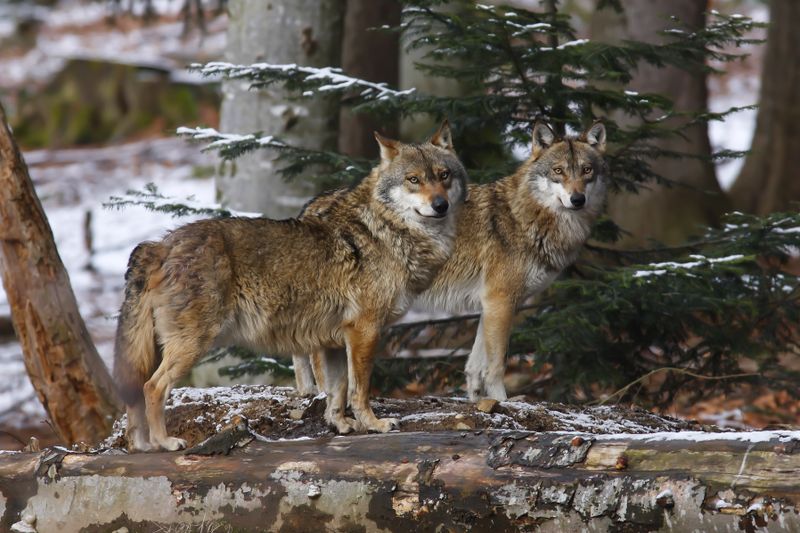 Zwar erobern immer mehr Tierarten hierzulande ihren Lebensraum zurück, doch die Zahl der Wildflächen ist ausbaufähig. 