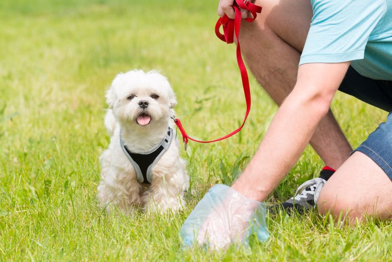 Geht es nach einer Berliner Politikerin, gibt es künftig Geld für das Wegräumen des Hundehaufens.